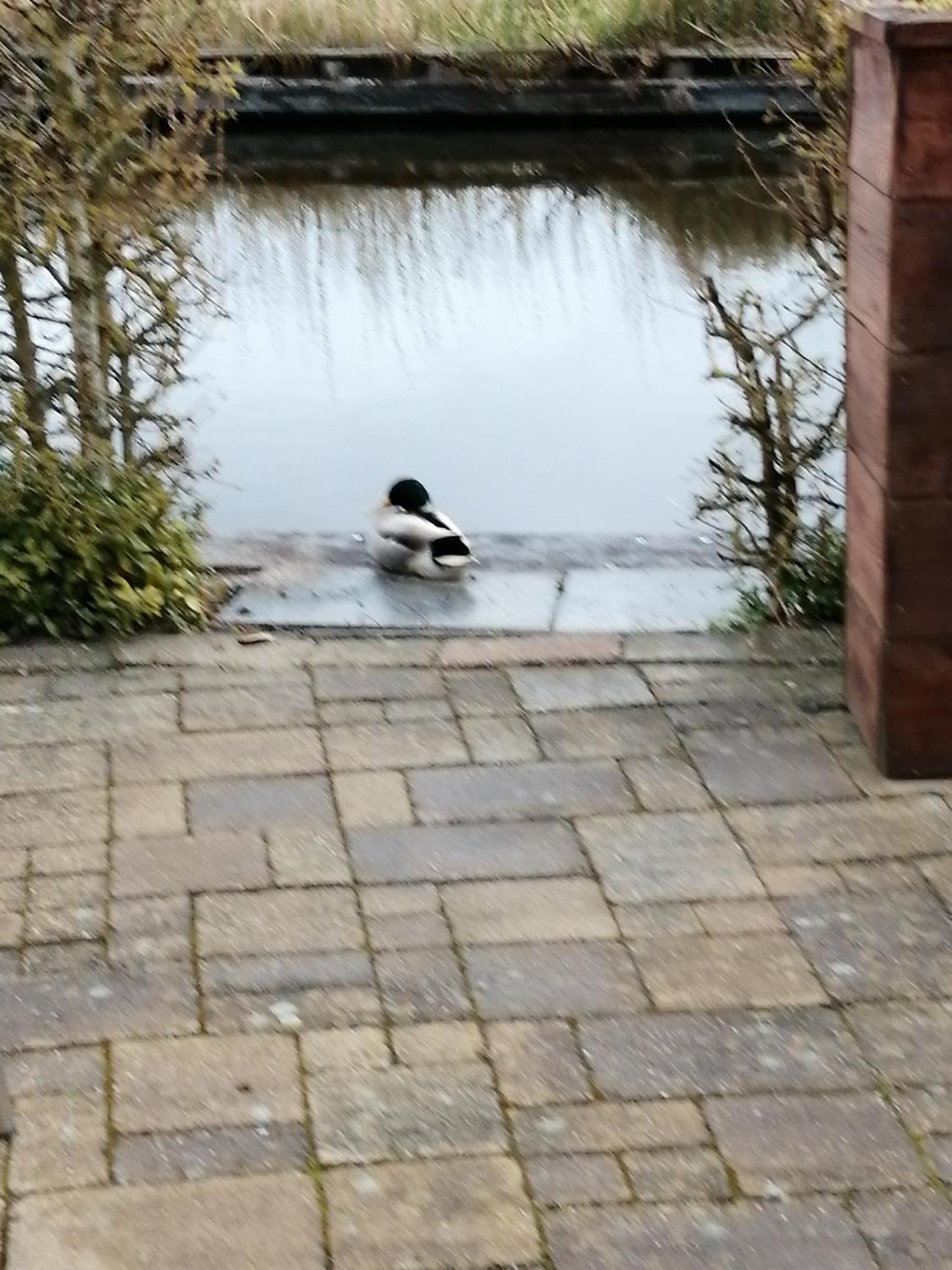 Wuivend Riet Gelegen Op Resort Venetie Giethoorn Habitación foto
